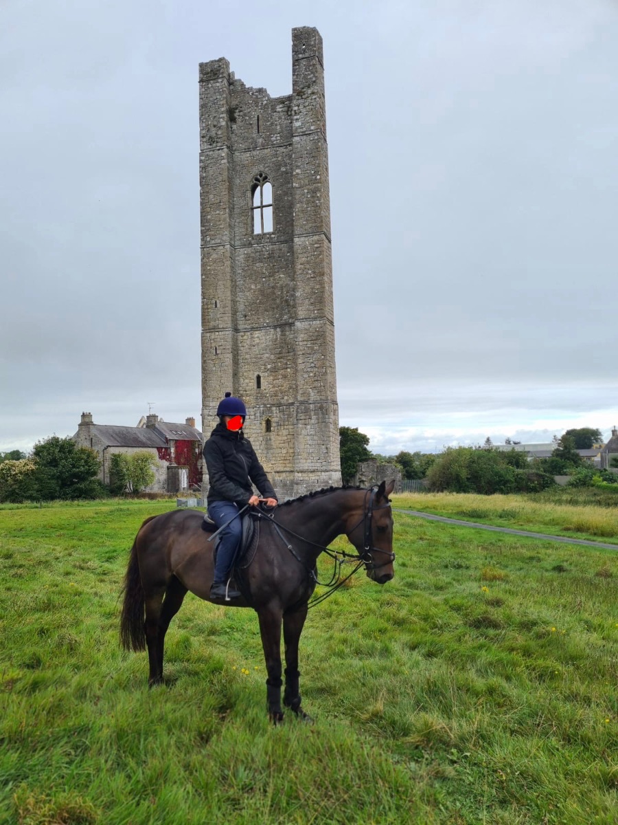 5yo gelding tb photo 4