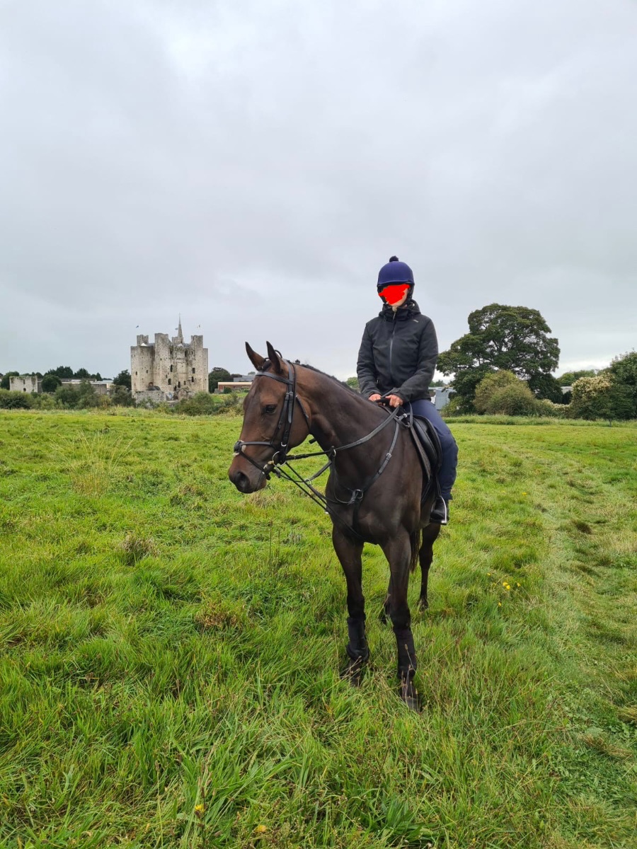 5yo gelding tb photo 2