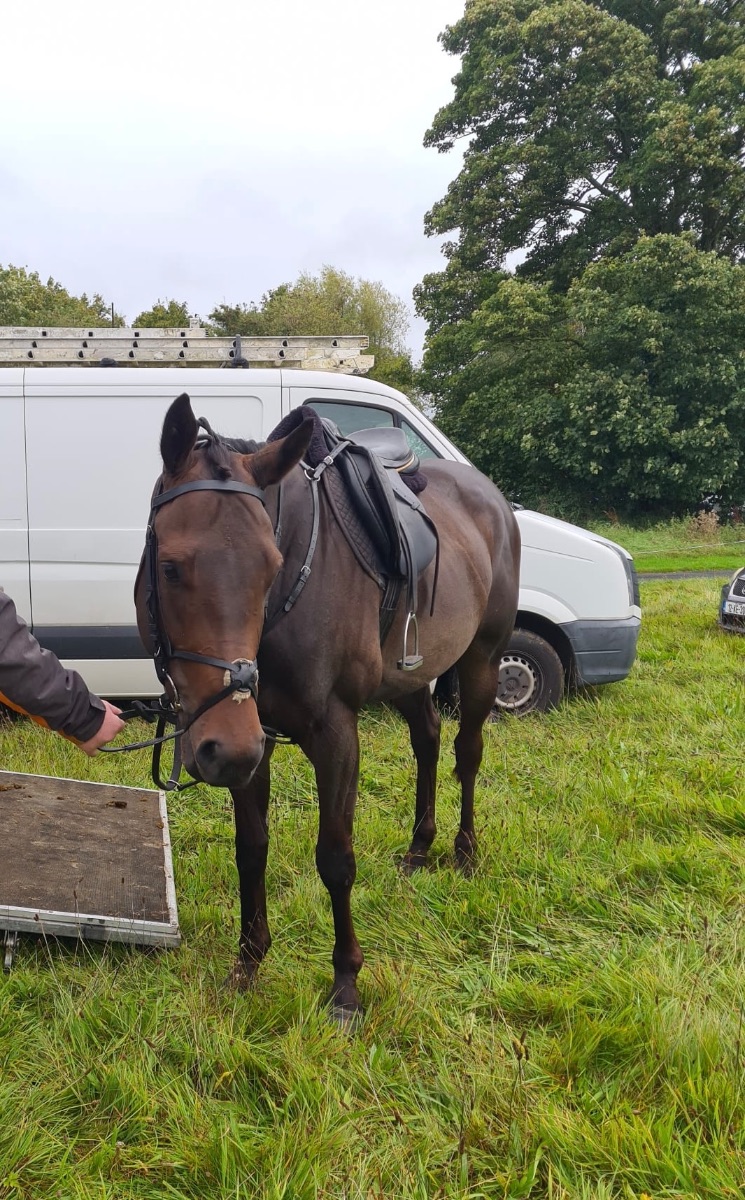 5yo gelding tb photo 3