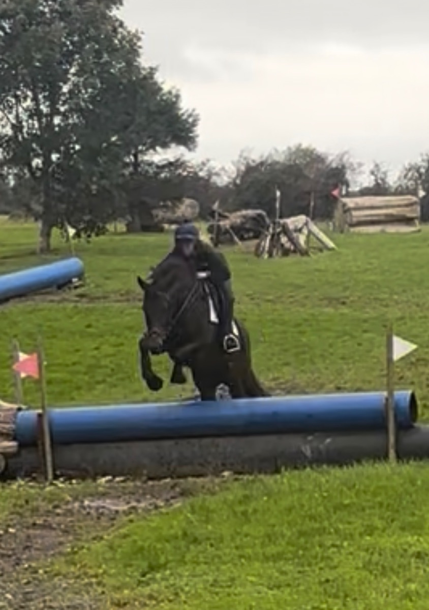 5yo gelding tb photo 5