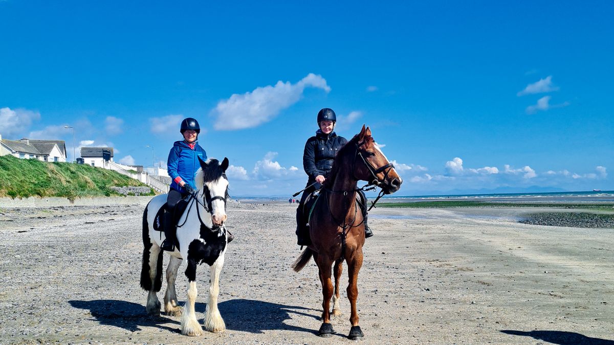 16.2HH chestnut gelding.