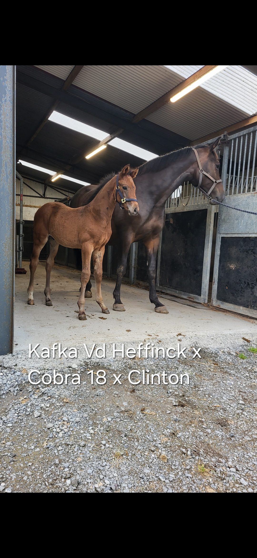 Carearra, Tyson and Kafka  vd Heffinck  colt foals