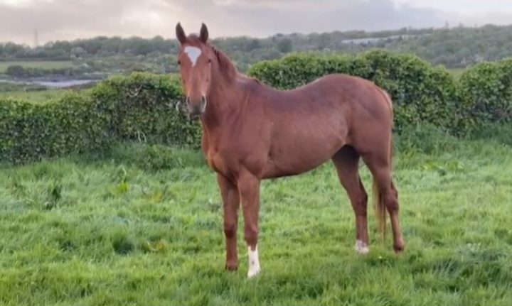 3yo National Hunt Gelding