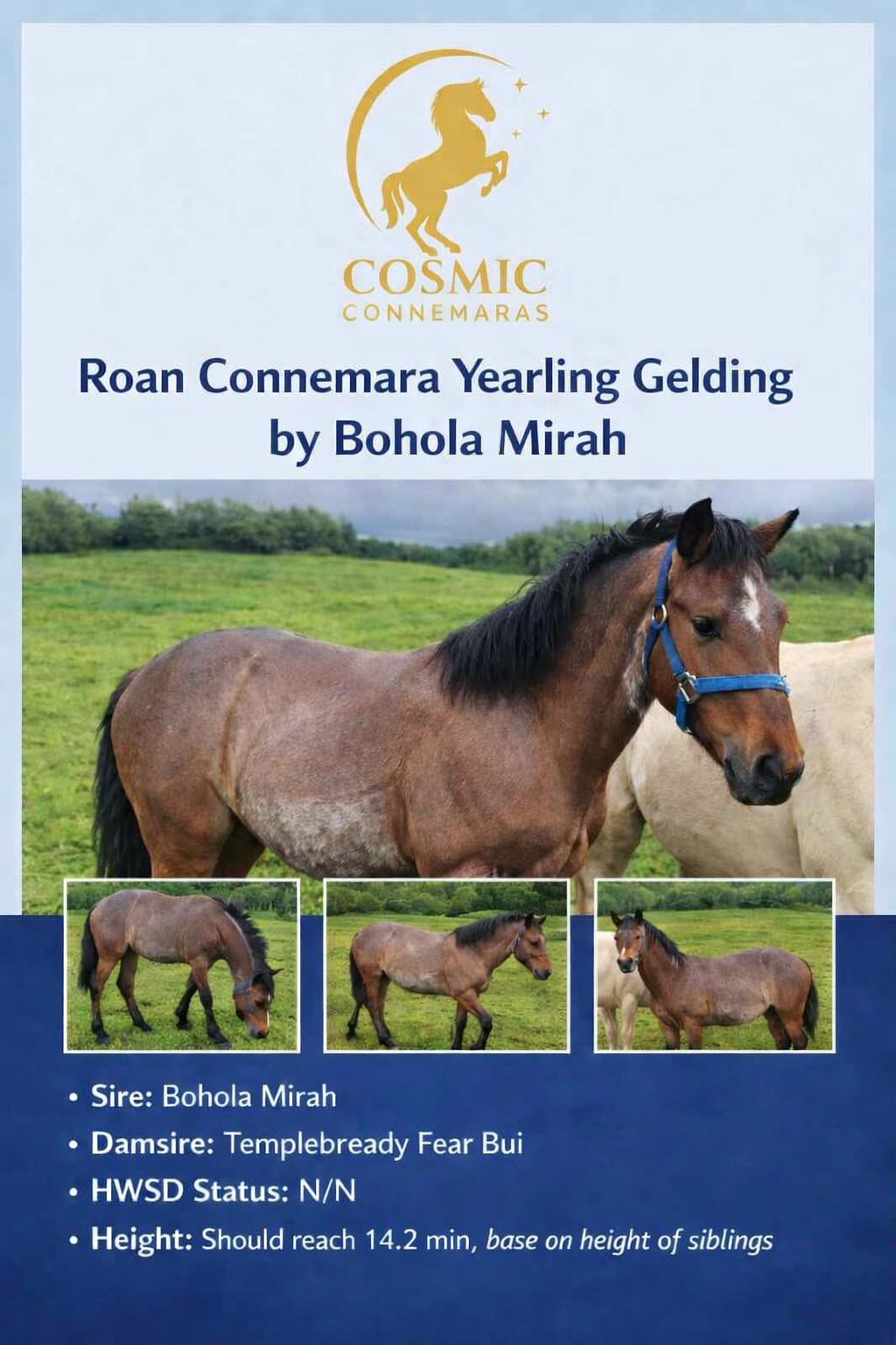 Roan Bohola Mirah Gelding