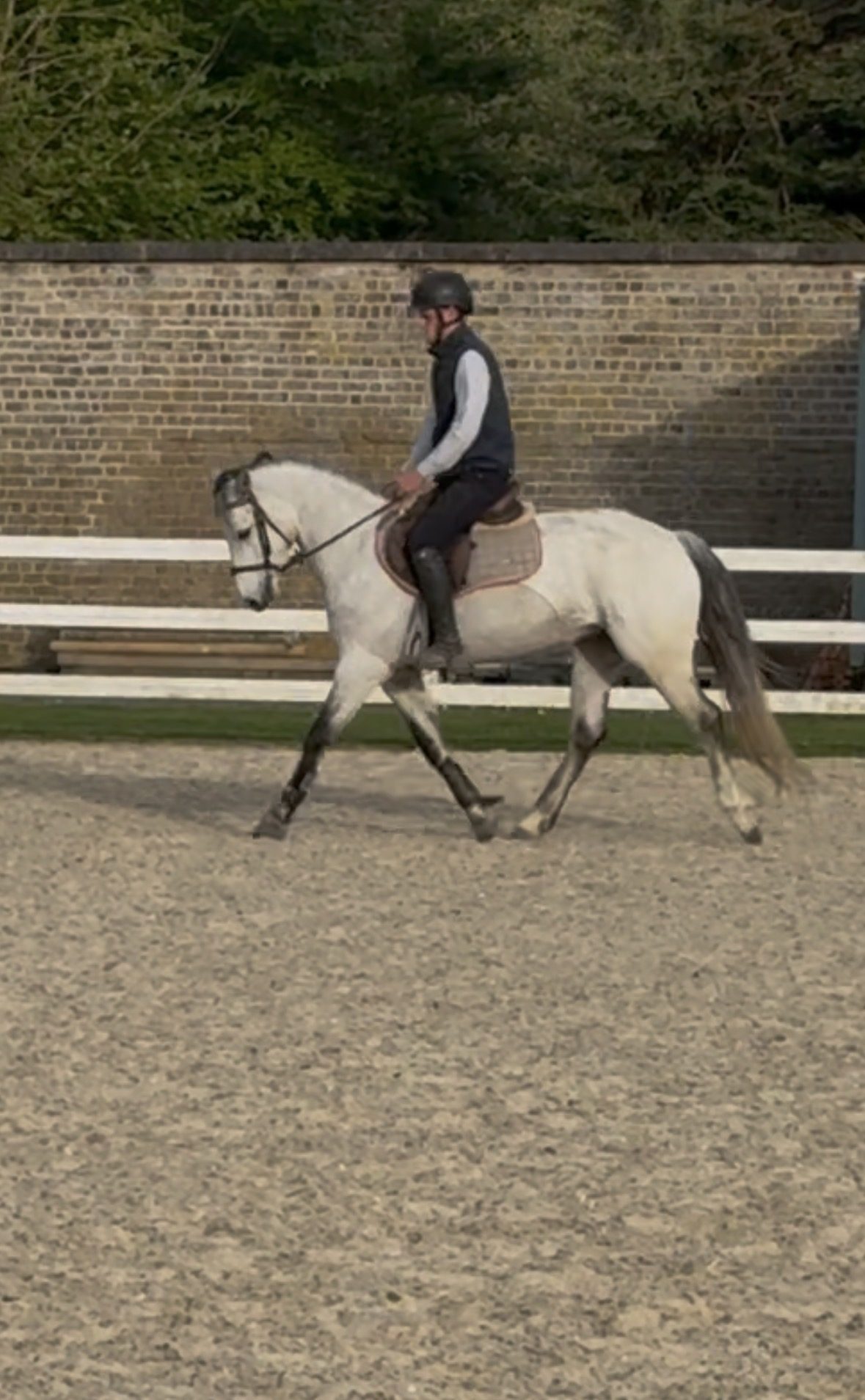 🌟 15.1 class 1 mare 5 year old 🌟 — Sport Horse for sale in Dublin