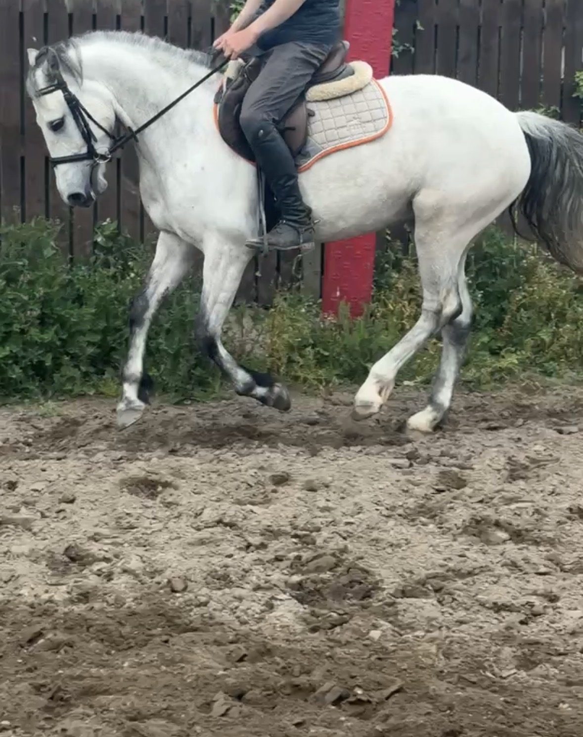 🌟 15.1 class 1 mare 5 year old 🌟 photo 2