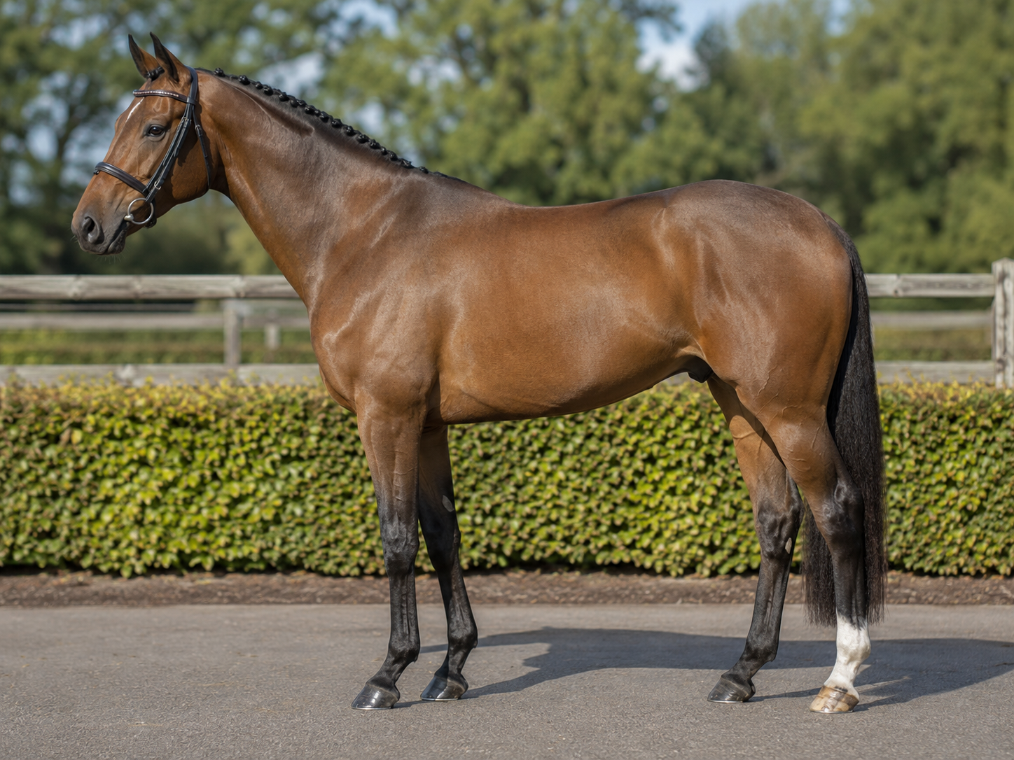 Quality Irish Sport Horses and Showjumpers for Sale — Showjumping for sale in Tipperary