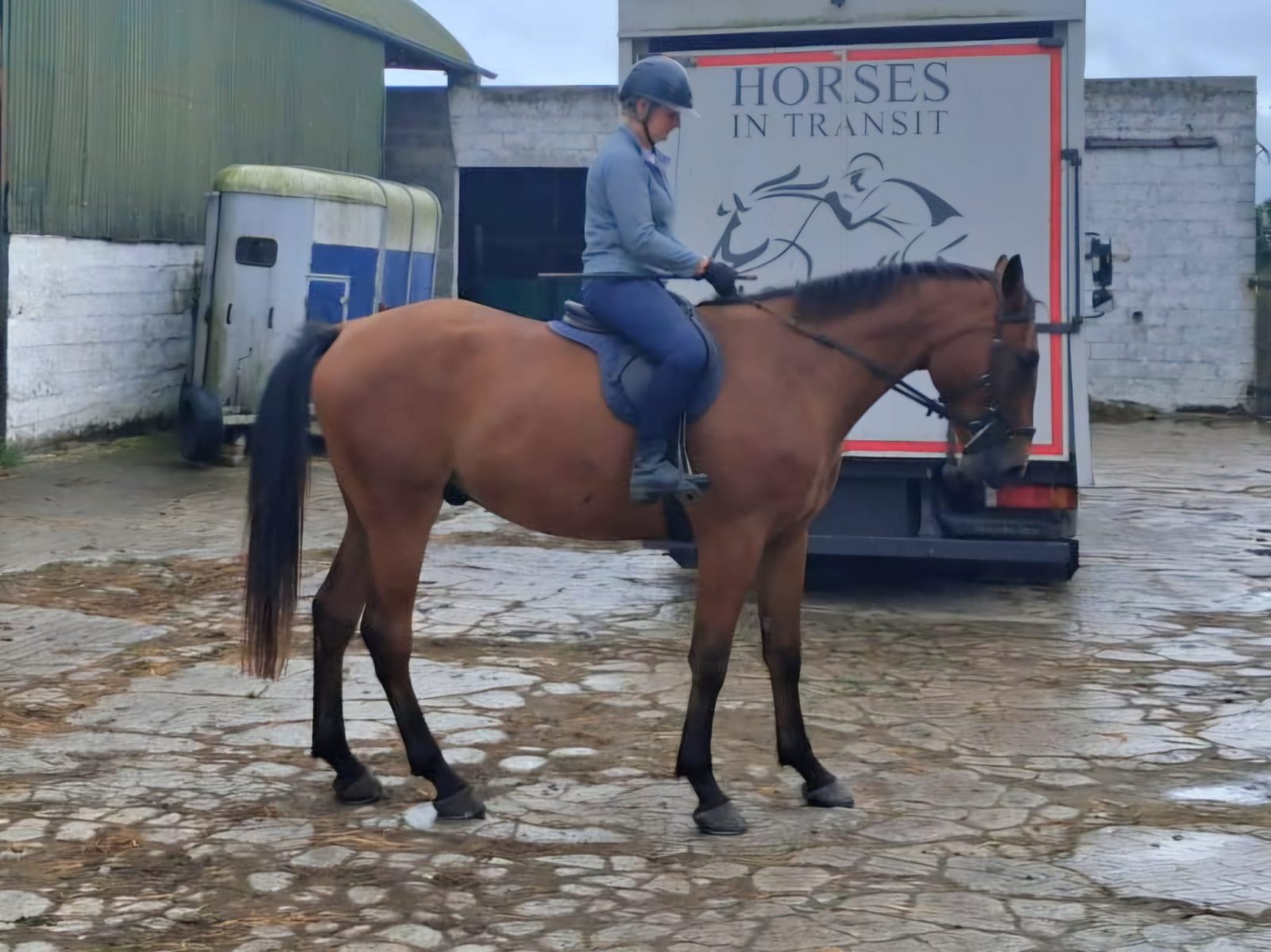 16.2 bay gelding 4 Yr old — Eventing for sale in Limerick