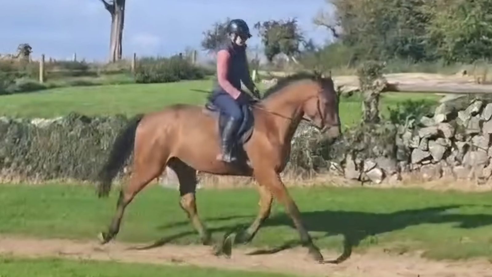 16.2 bay gelding 4 Yr old photo 2