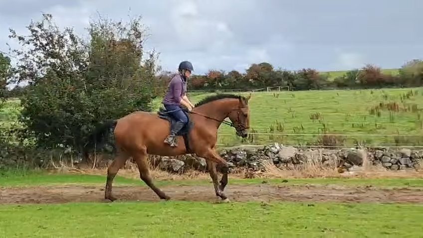 16.2 bay gelding 4 Yr old photo 3