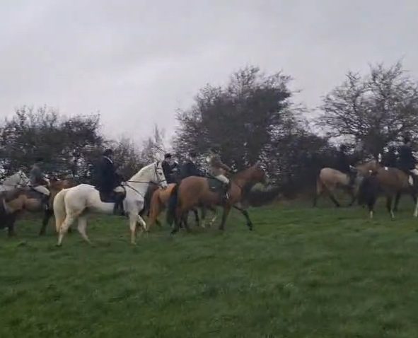 16.2 bay gelding 4 Yr old photo 4