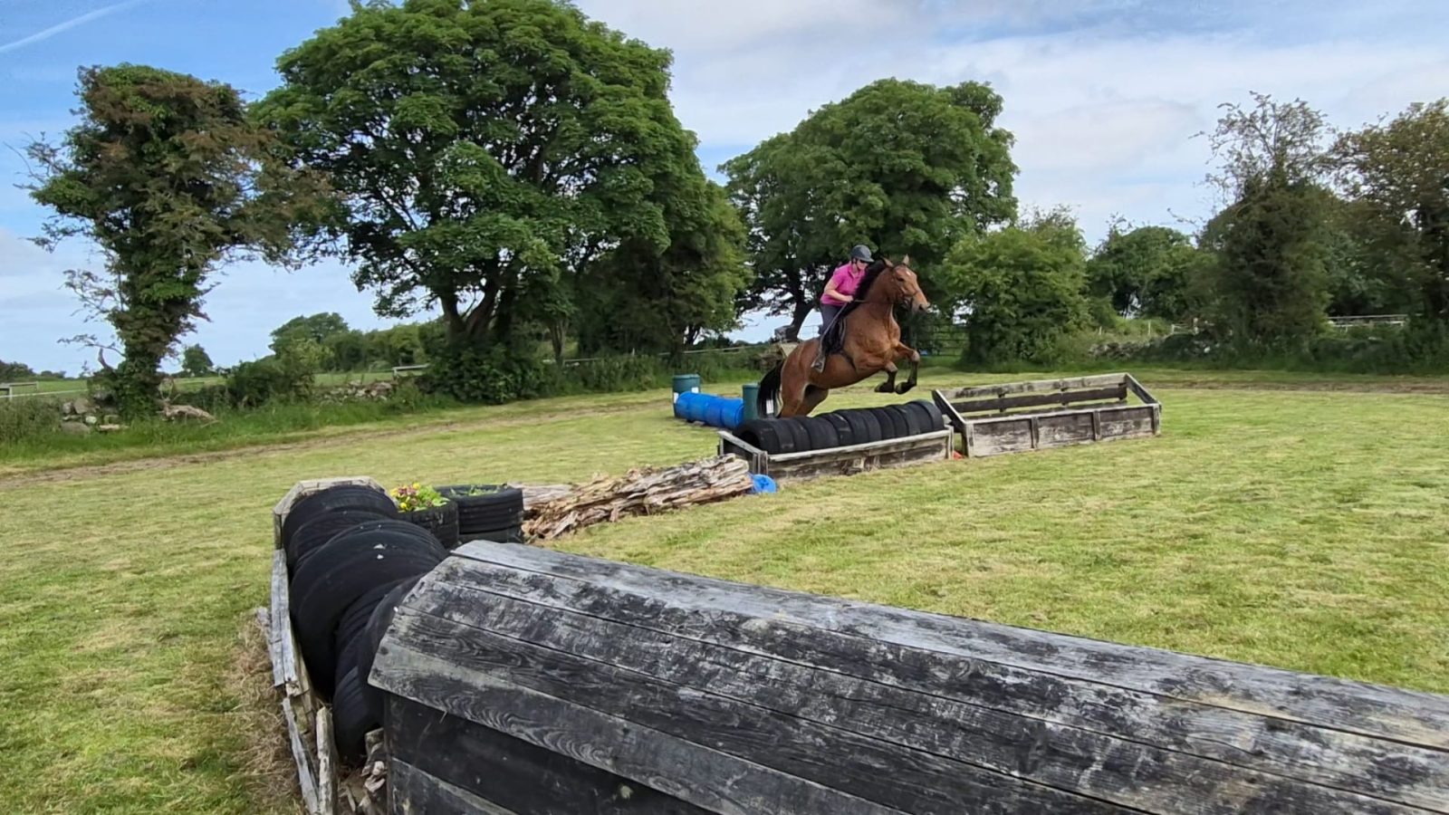16.2 bay gelding 4 Yr old photo 5