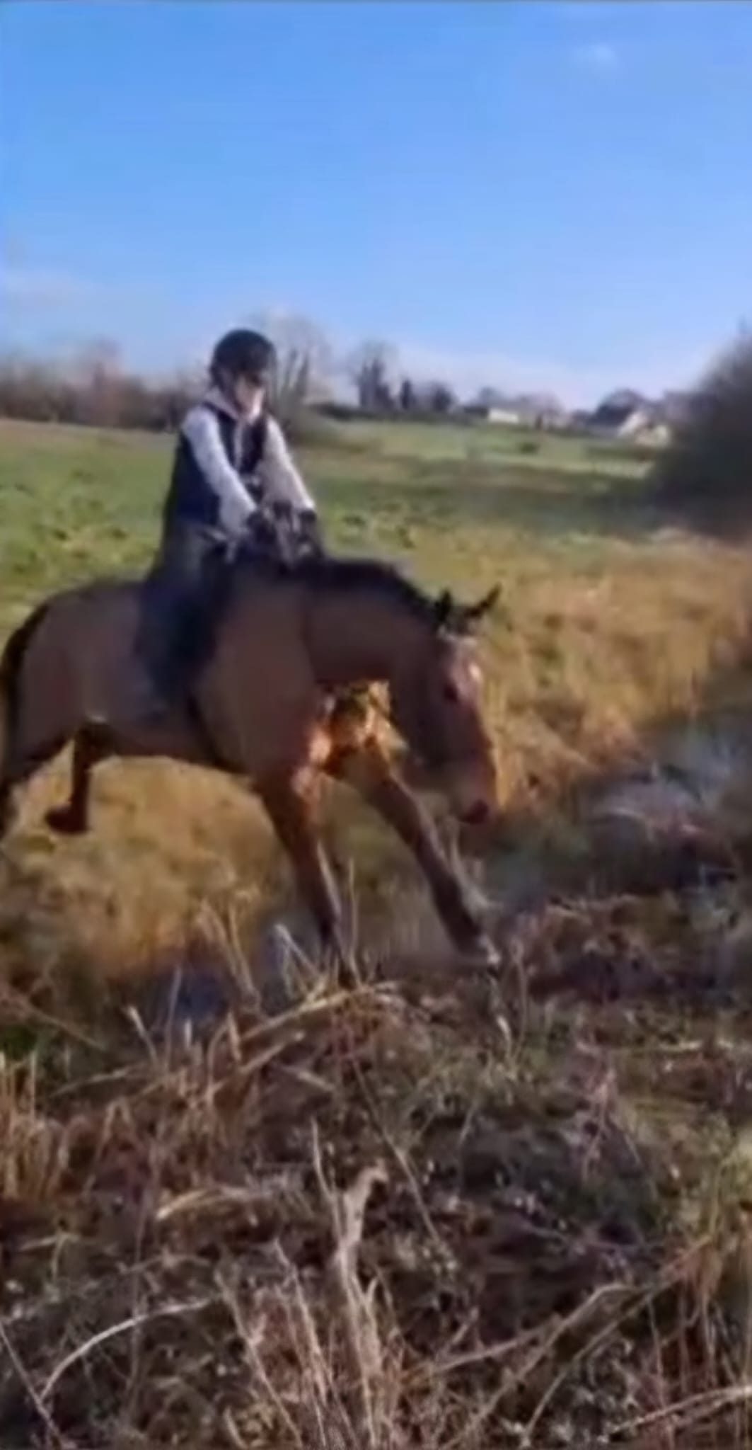 16.2 bay gelding 4 Yr old photo 6