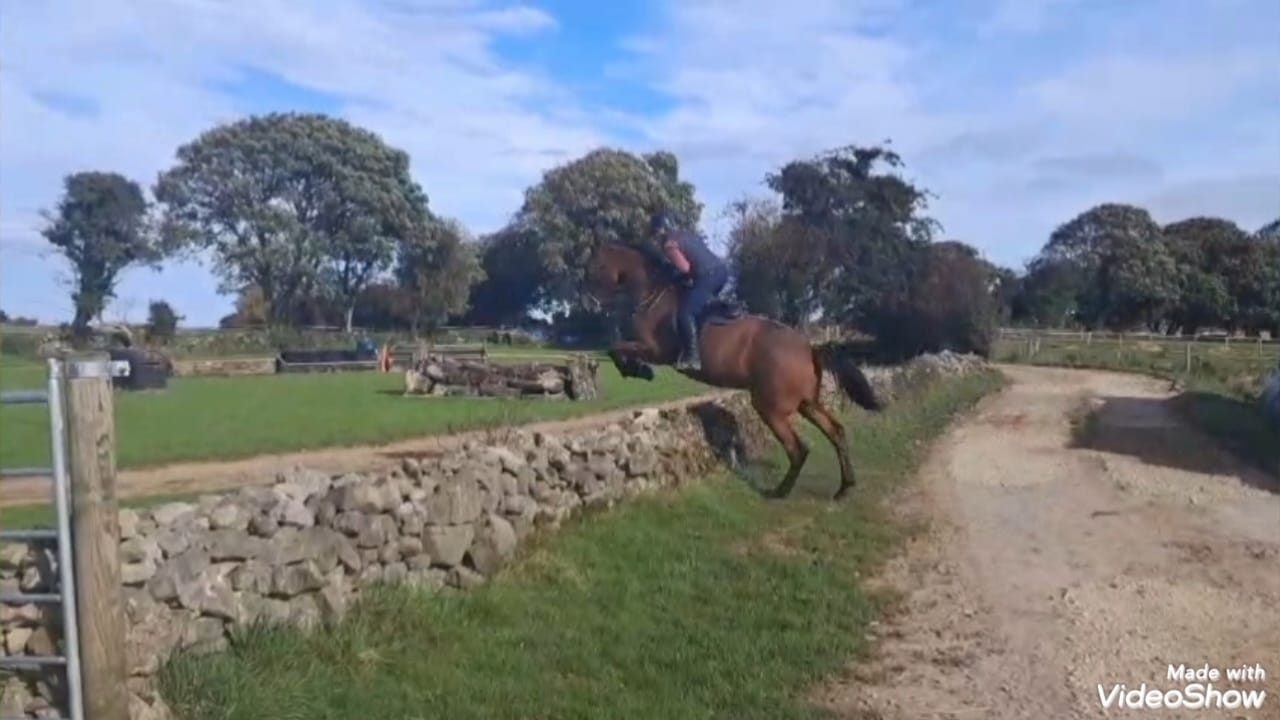 16.2 bay gelding 4 Yr old photo 7