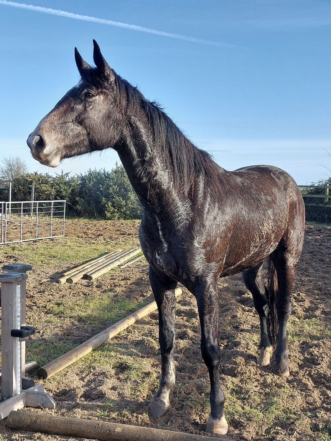 17.1hh Grey Mare