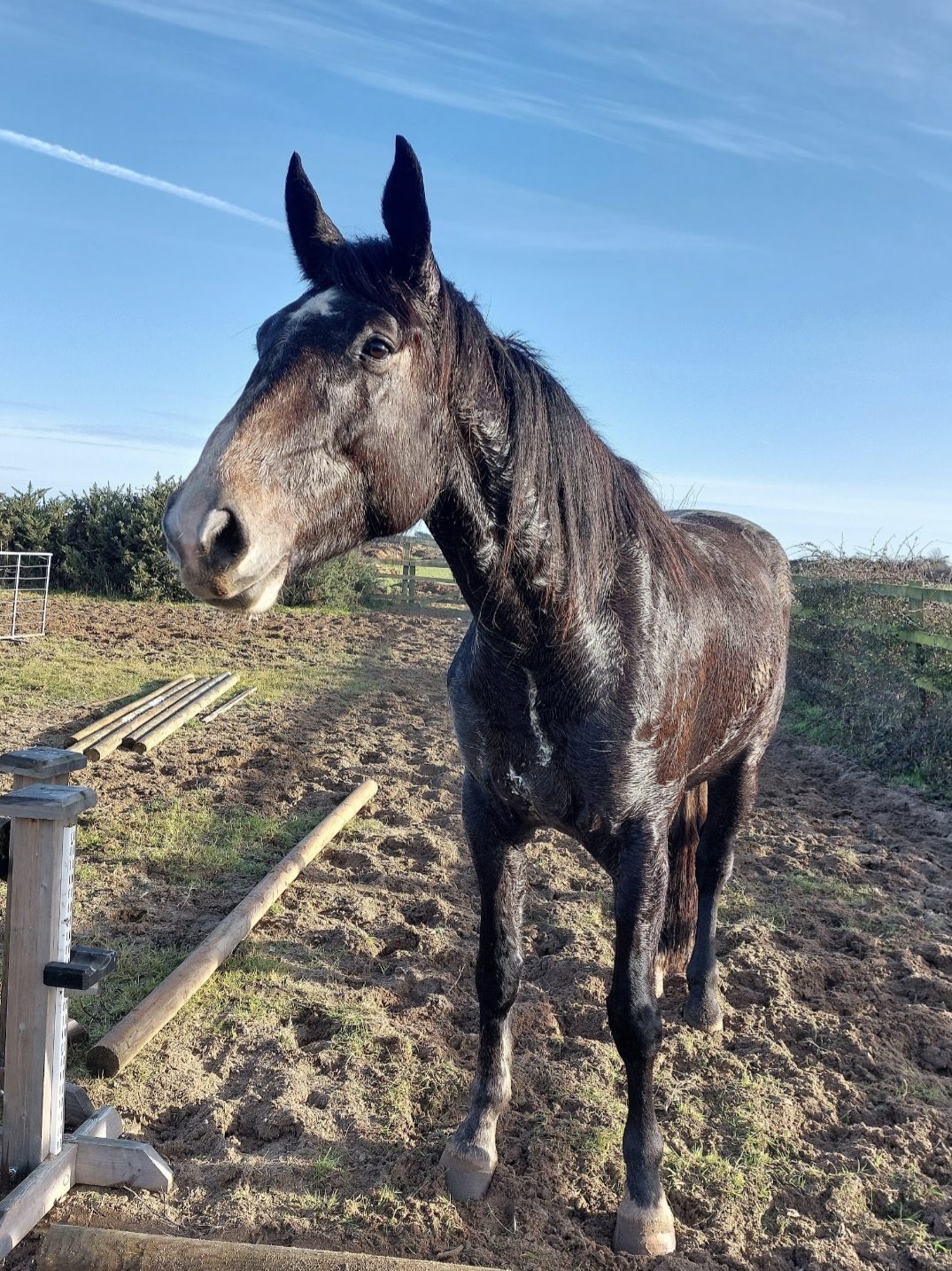 17.1hh Grey Mare photo 2