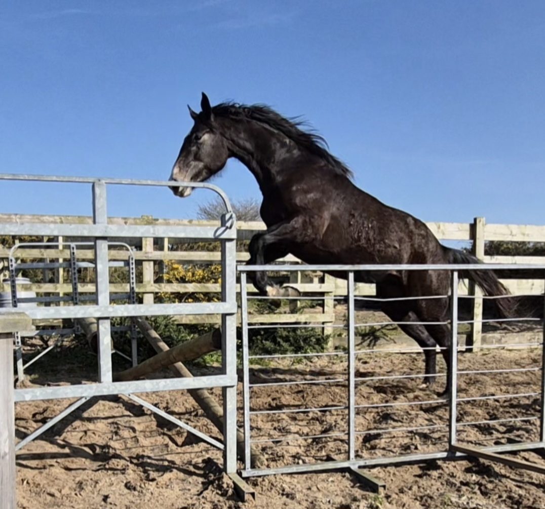 17.1hh Grey Mare photo 3