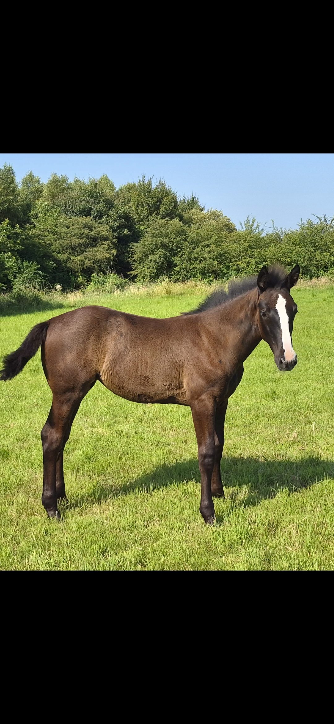 Filly foal