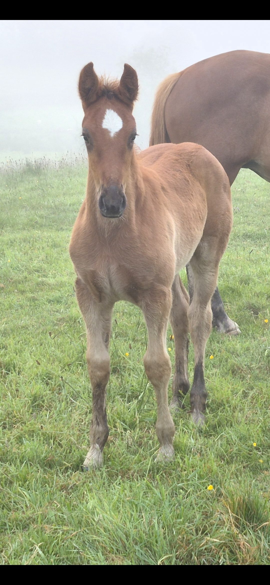 Rid colt