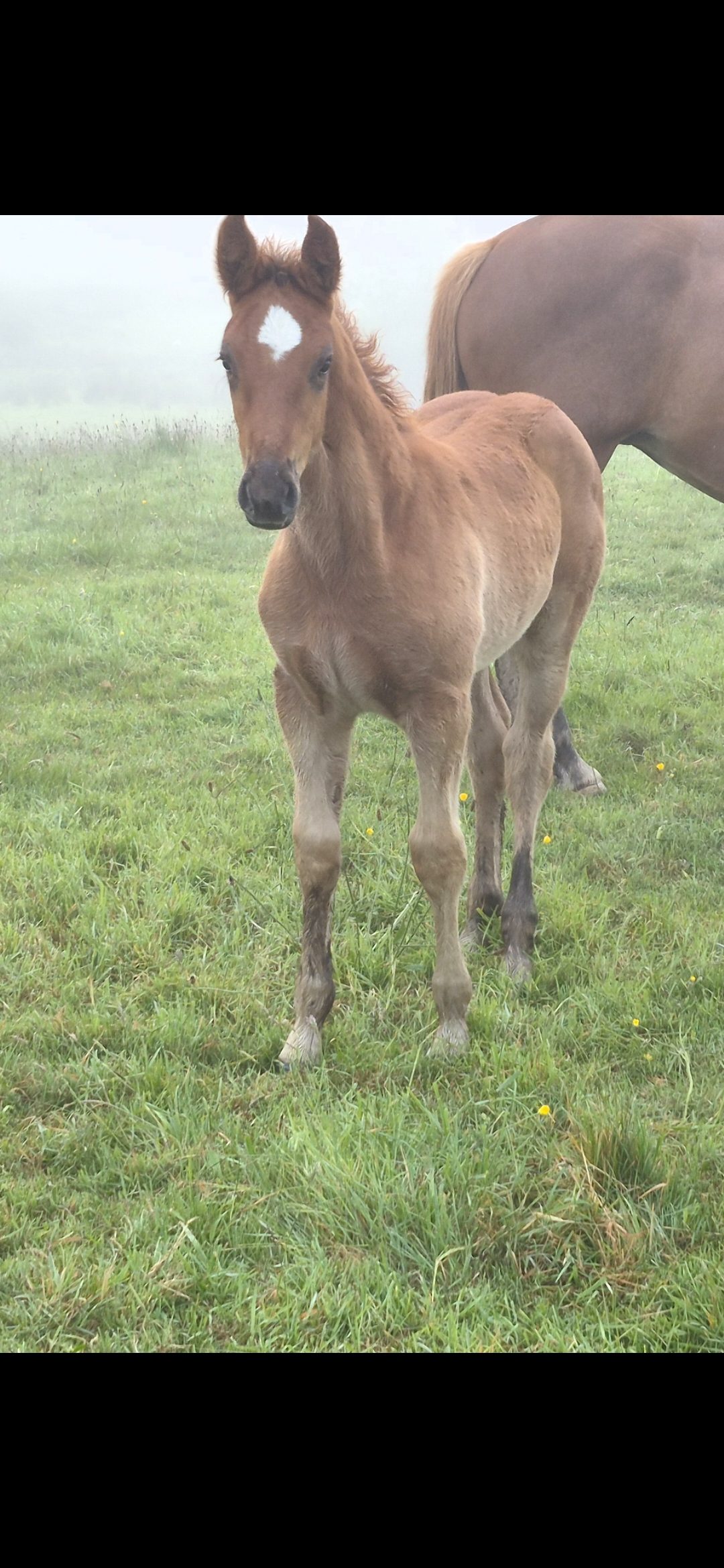 Rid colt photo 2