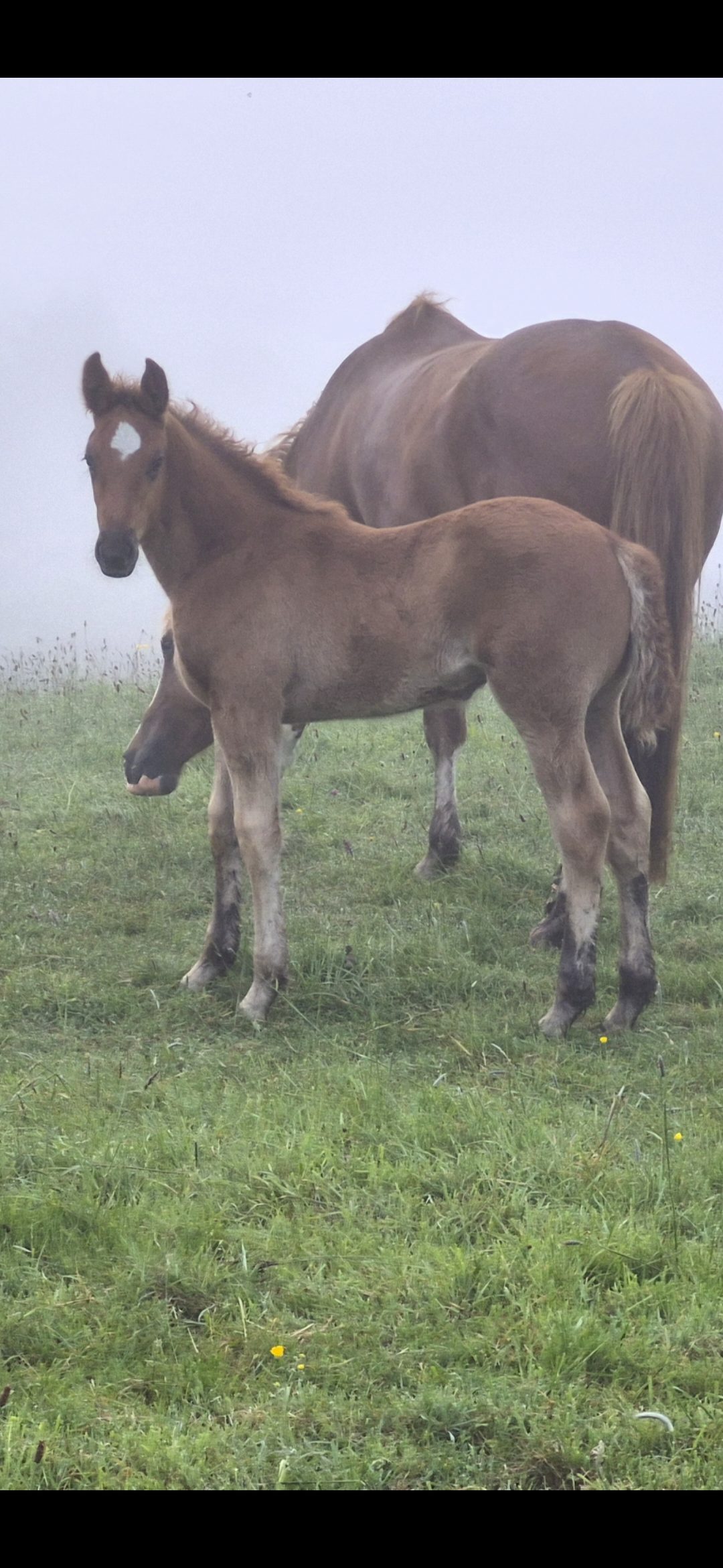 Rid colt photo 3