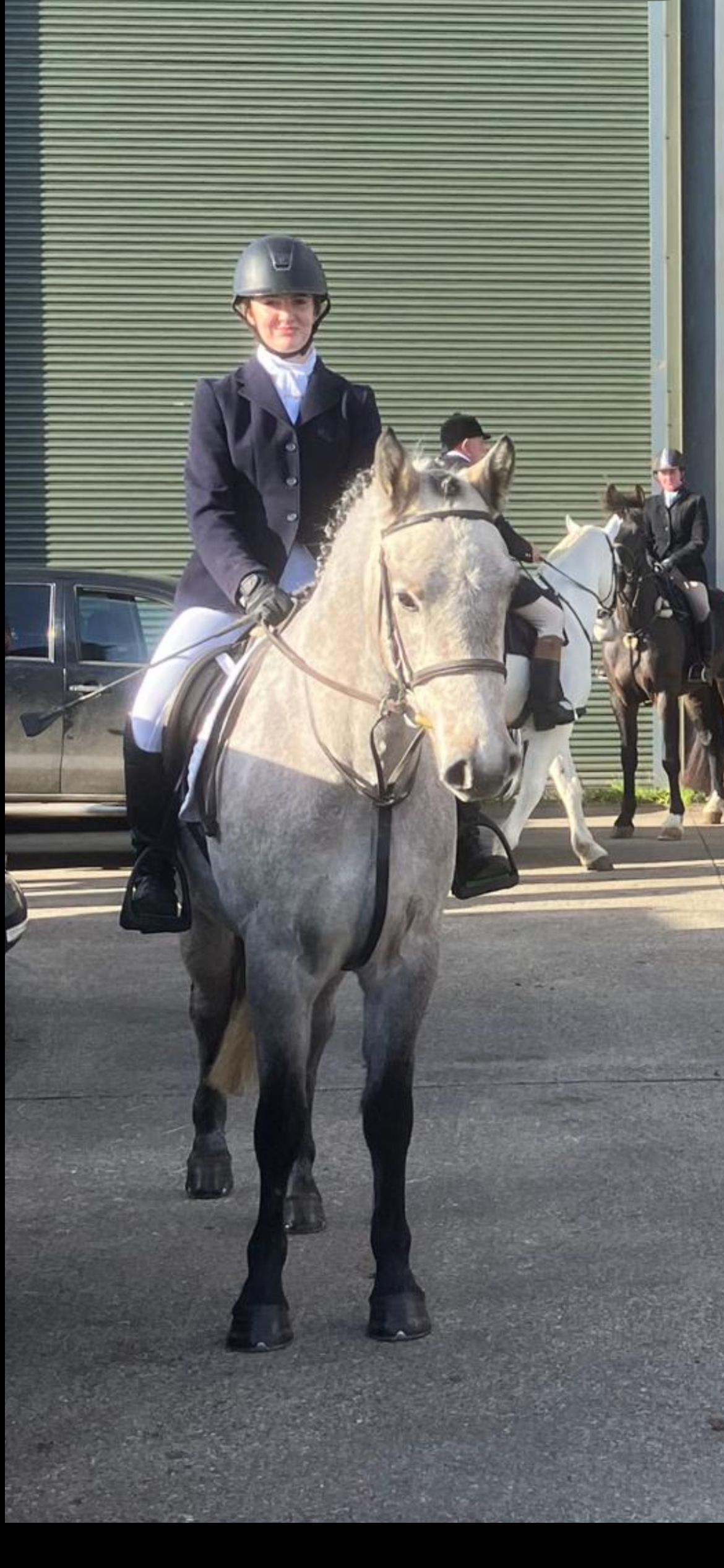 15hh class1 4yr dun Connemara gelding