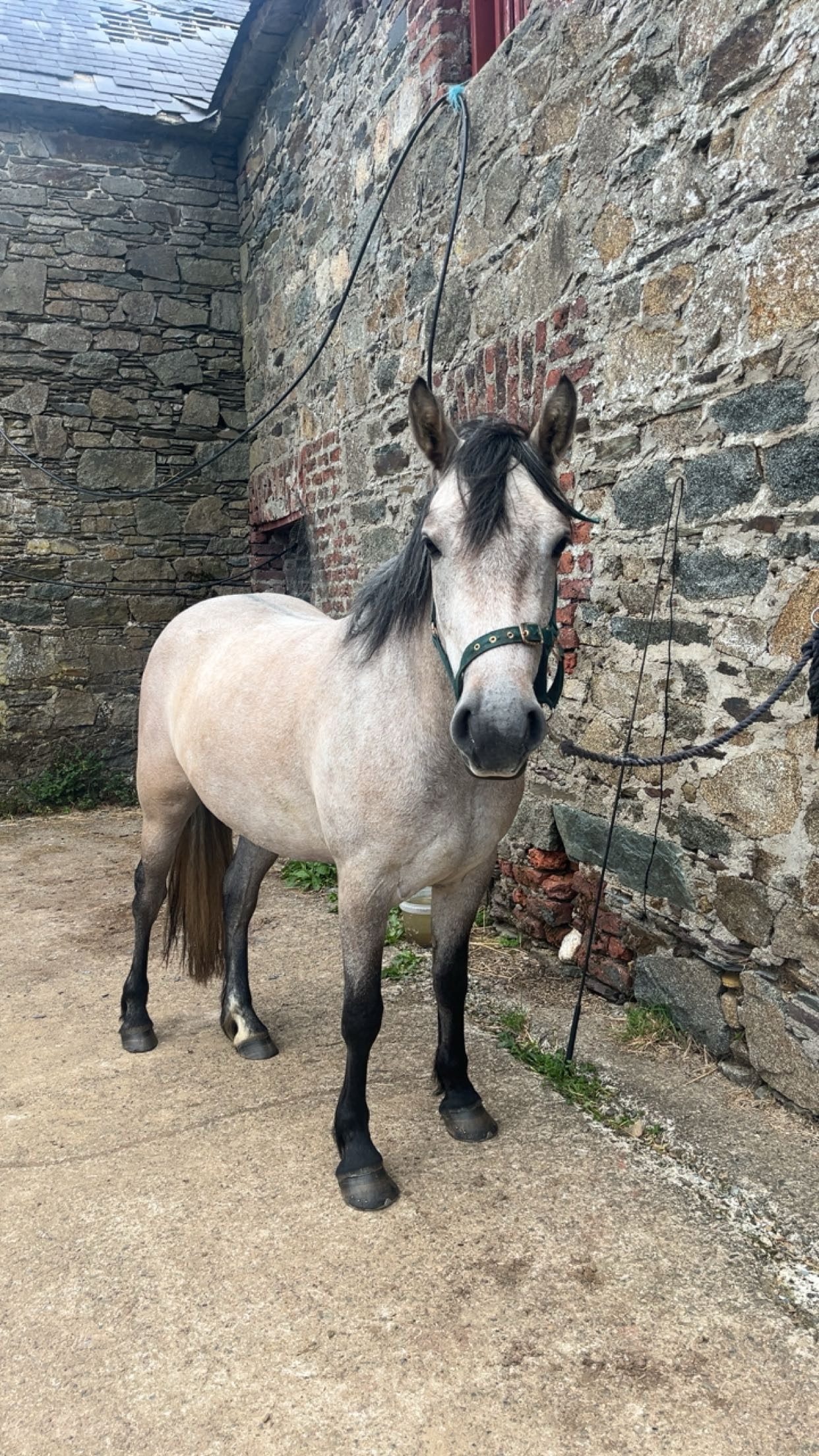 15hh class1 4yr dun Connemara gelding photo 3