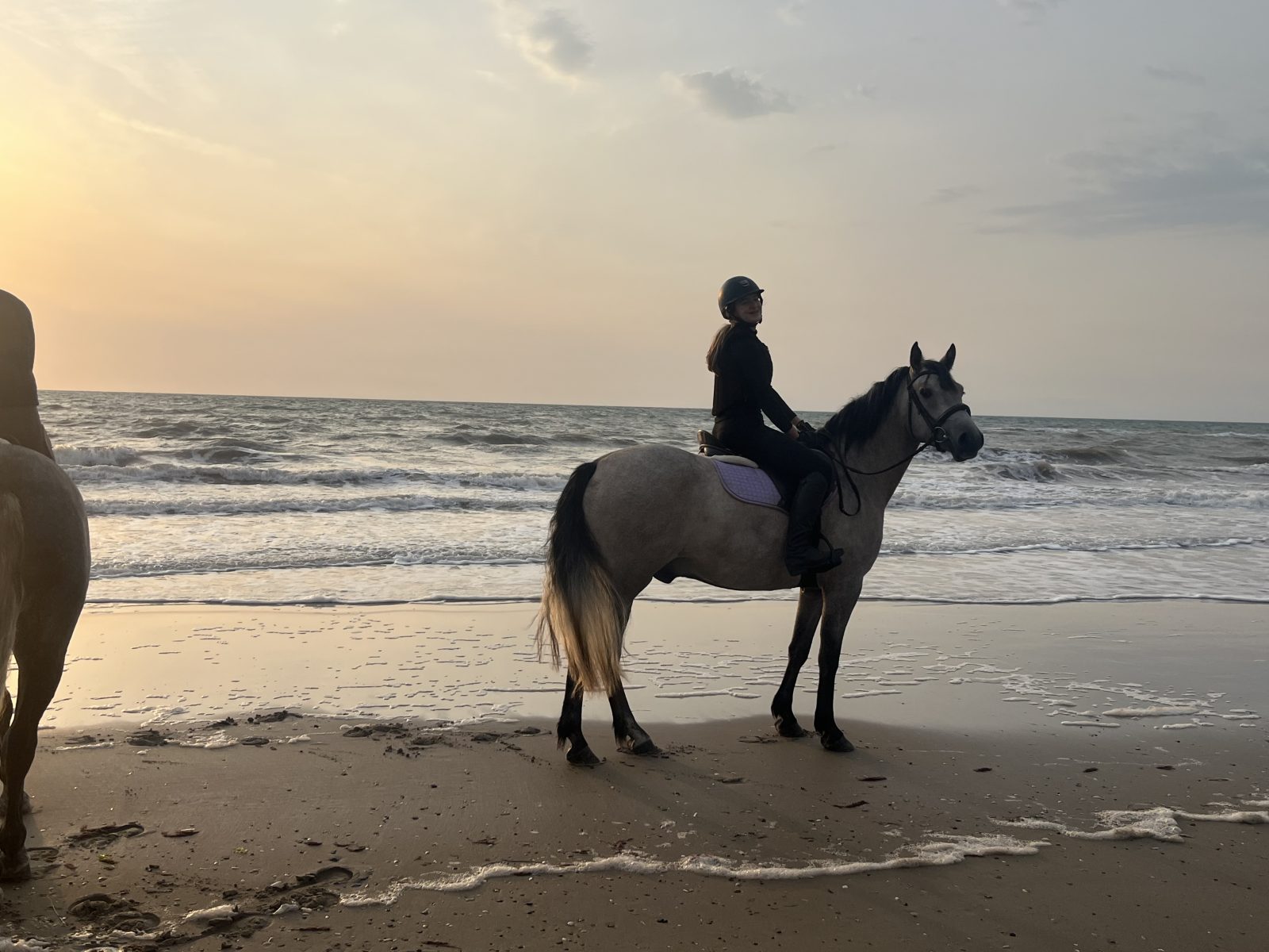15hh class1 4yr dun Connemara gelding photo 5