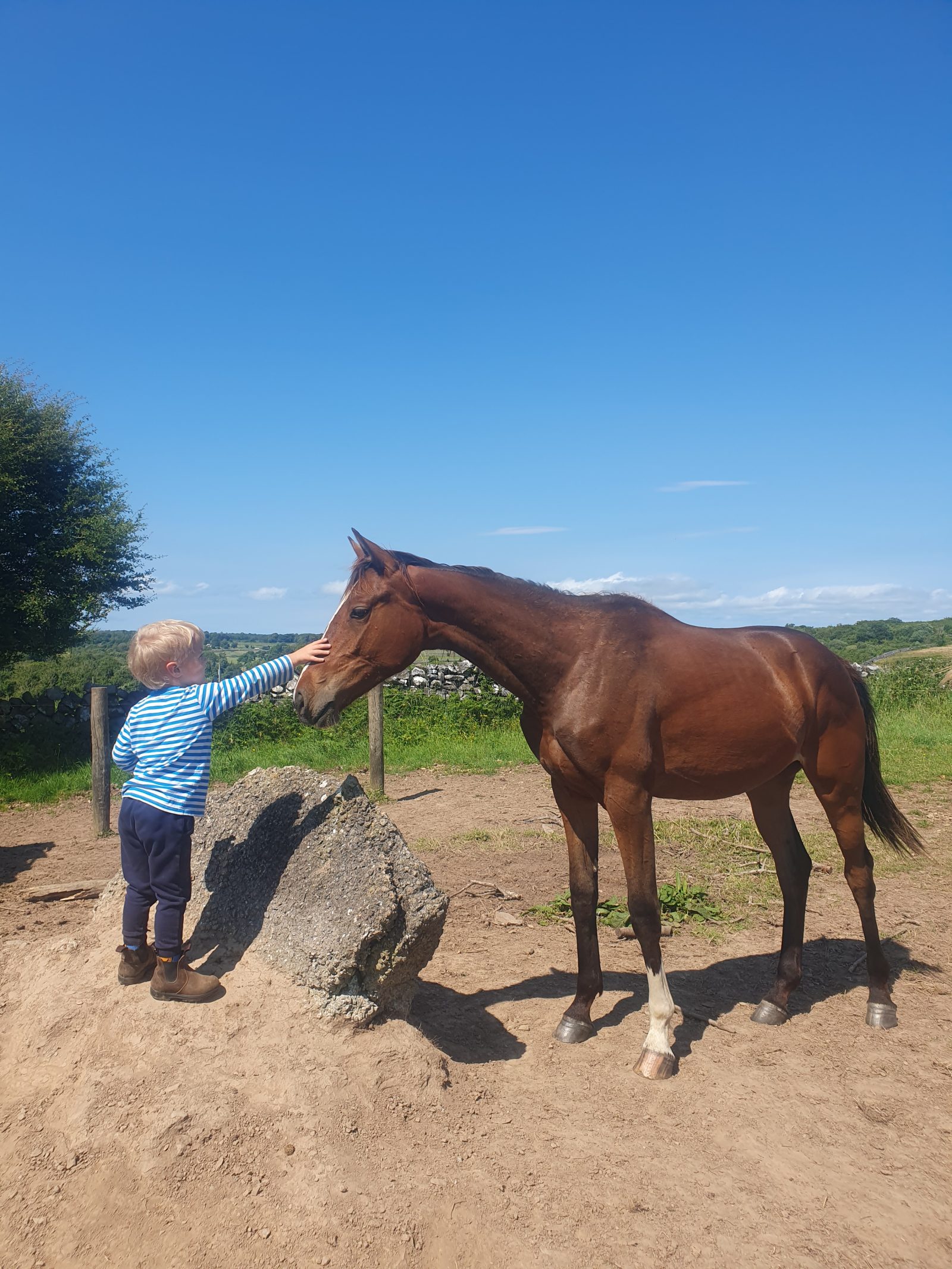 Tall bay yearling filly Sligo Candy Boy ⭐️x Womanizer ⭐️x Amstrong x Ramiro, mare one ⭐️amateur 1.30 jumping