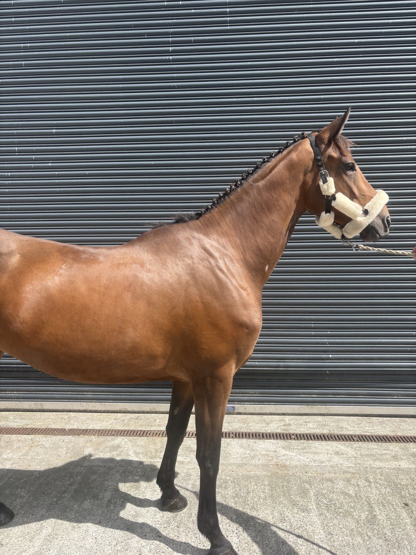 5 Year Old Potential Eventer or Show Jumper