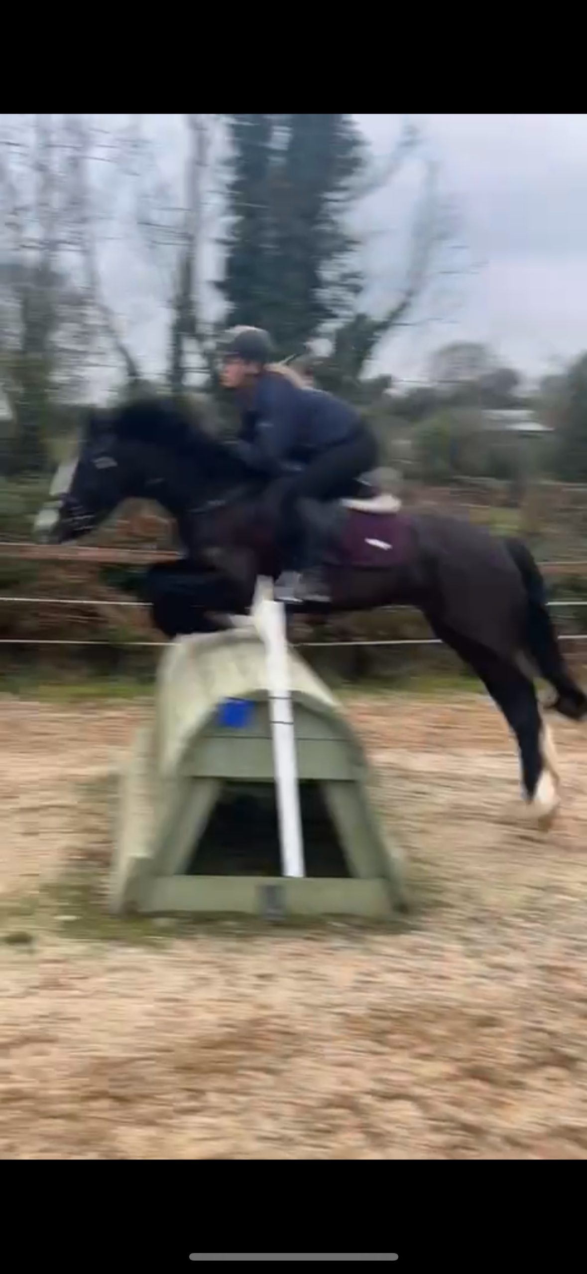 14.2 Connie x draft mare