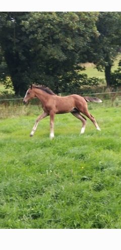 16.2 colt