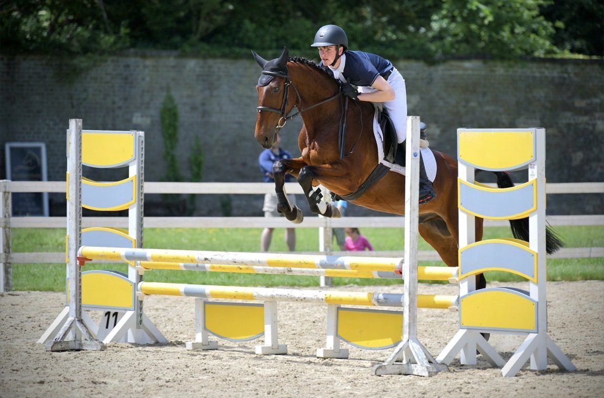 15,1hh bay gelding-genuine -allrounder