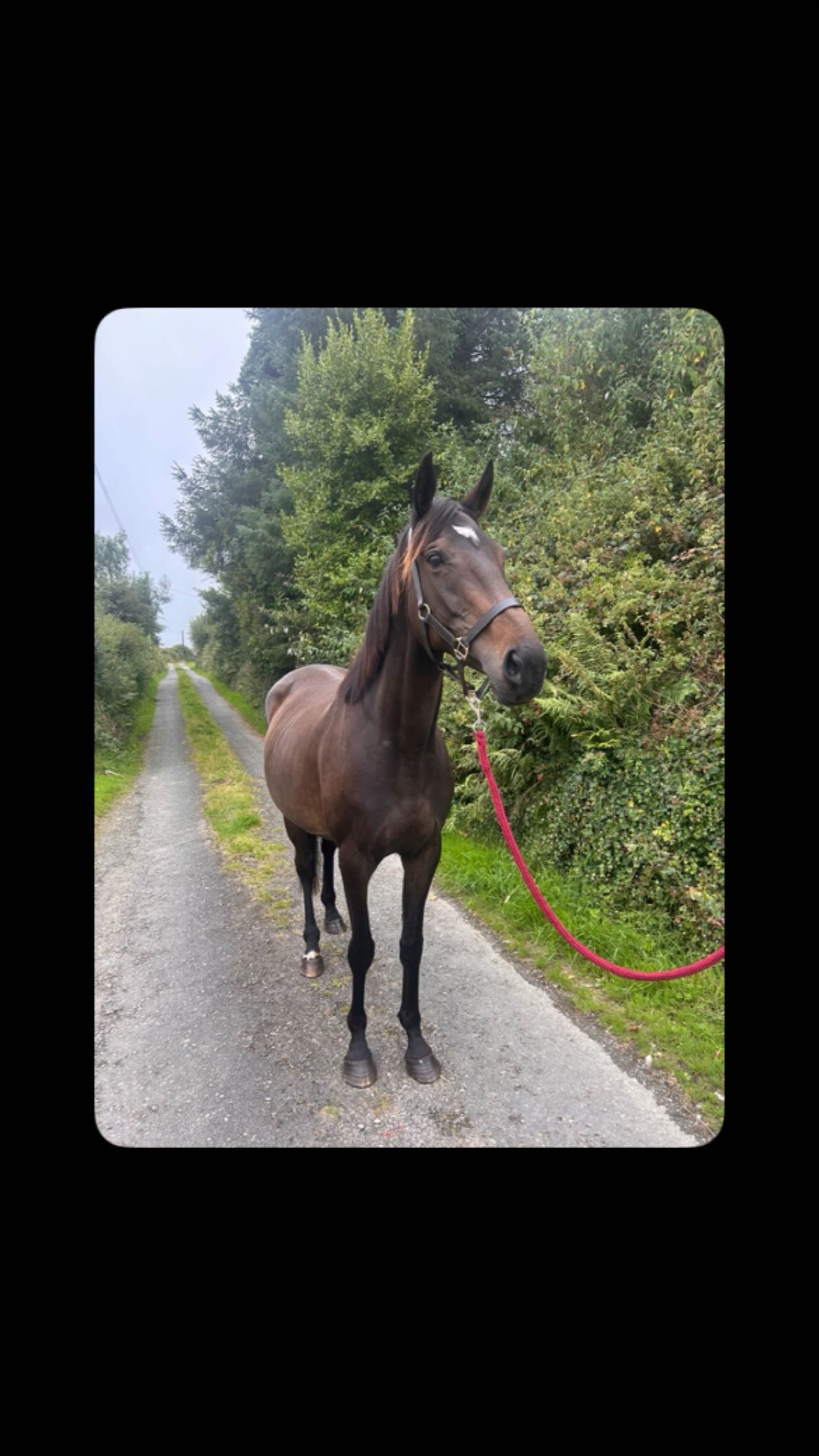 Thoroughbred Mare In Foal